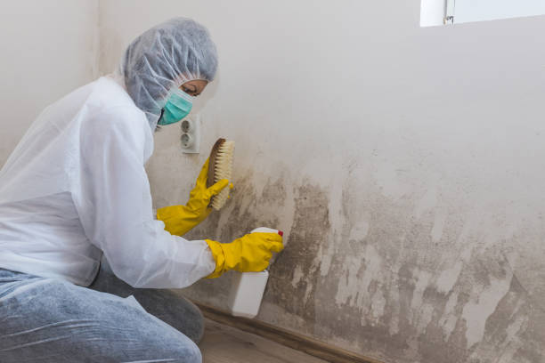 Best Residential Mold Inspection & Testing  in Richmond, MI