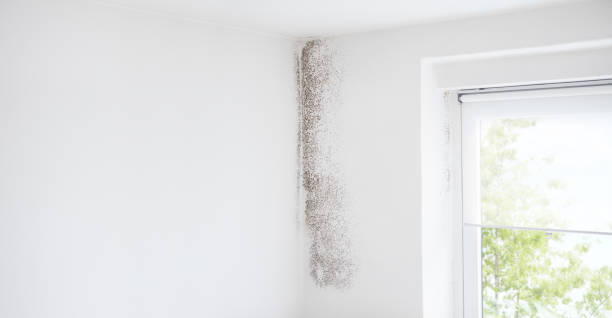 Best Crawl Space Mold Remediation  in Richmond, MI