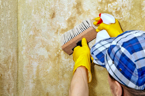 Best Mold Remediation for Healthcare Facilities  in Richmond, MI