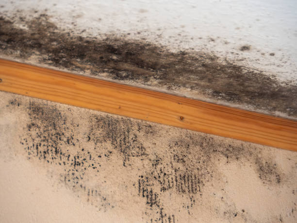 Best Commercial Mold Inspection  in Richmond, MI