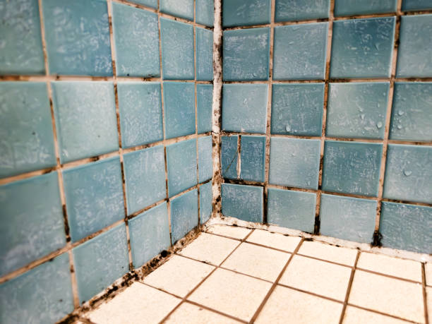 Best Attic Mold Removal  in Richmond, MI