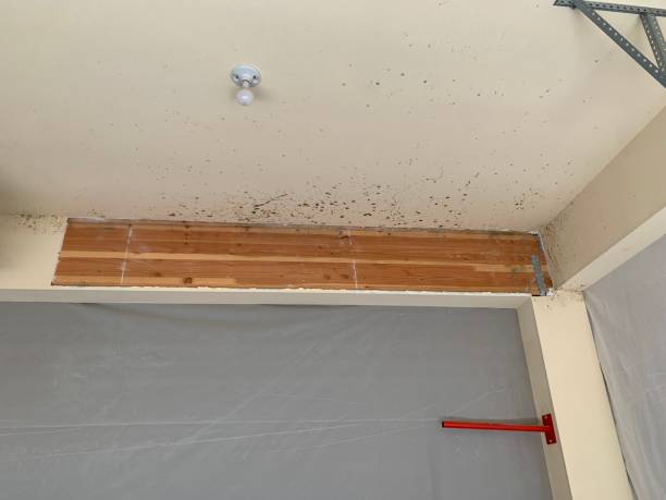 Best Mold Remediation for Rental Properties  in Richmond, MI