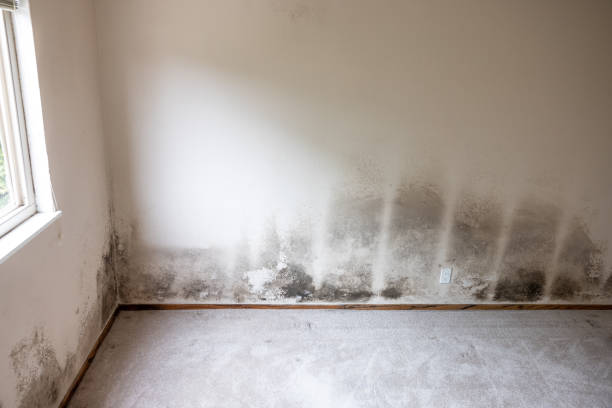 Best Mold Removal for HVAC Installations  in Richmond, MI