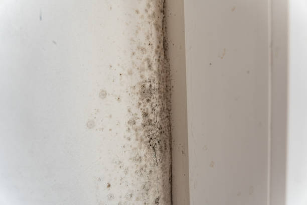 Professional Mold Removal in Richmond, MI