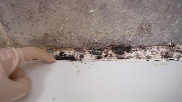 Best Mold Prevention Services  in Richmond, MI