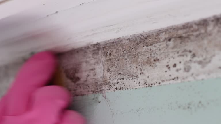Best Dehumidification Services  in Richmond, MI